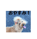 コナンのご挨拶！（個別スタンプ：11）