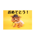 アンジーのご挨拶！（個別スタンプ：1）