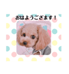 アンジーのご挨拶！（個別スタンプ：2）