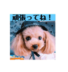 アンジーのご挨拶！（個別スタンプ：12）