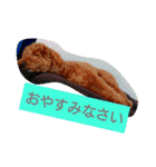 トイプードル アトム君スタンプ'-'（個別スタンプ：2）