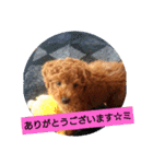 トイプードル アトム君スタンプ'-'（個別スタンプ：3）