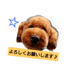 トイプードル アトム君スタンプ'-'（個別スタンプ：5）
