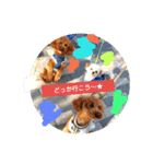 トイプードル アトム君スタンプ'-'（個別スタンプ：7）