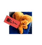トイプードル アトム君スタンプ'-'（個別スタンプ：16）