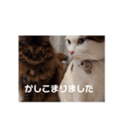 我のぼんさん（個別スタンプ：8）