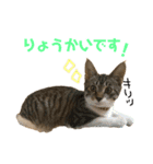 うちのメイちゃん2017-2018（個別スタンプ：7）