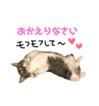 うちのメイちゃん2017-2018（個別スタンプ：16）