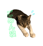 うちのメイちゃん2017-2018（個別スタンプ：18）