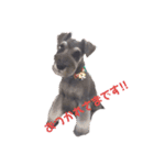 Miniature Schnauzer Kakeru（個別スタンプ：11）