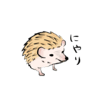 ハリネズミうな（個別スタンプ：24）