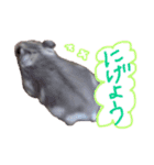 ぴーぷの可愛いスタンプ（個別スタンプ：11）