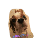 ティアラの日常No.1（個別スタンプ：4）