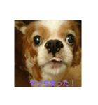 ティアラの日常No.1（個別スタンプ：9）