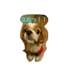 ティアラの日常No.1（個別スタンプ：10）
