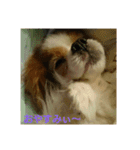 ティアラの日常No.1（個別スタンプ：11）