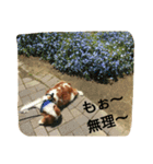 ティアラの日常No.1（個別スタンプ：12）