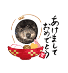 locoちゃんっっ（個別スタンプ：1）