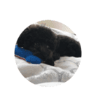 locoちゃんっっ（個別スタンプ：7）