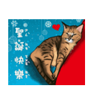 啾啾のにちじょう（個別スタンプ：7）