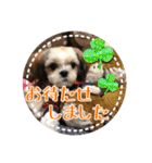 シーズー・エメちゃん ⑥（個別スタンプ：1）