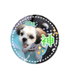 シーズー・エメちゃん ⑥（個別スタンプ：4）