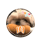 シーズー・エメちゃん ⑥（個別スタンプ：5）
