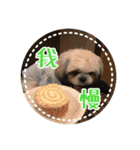 シーズー・エメちゃん ⑥（個別スタンプ：6）