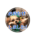 シーズー・エメちゃん ⑥（個別スタンプ：8）