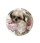 シーズー・エメちゃん ⑥（個別スタンプ：9）