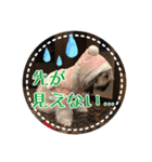 シーズー・エメちゃん ⑥（個別スタンプ：10）