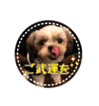 シーズー・エメちゃん ⑥（個別スタンプ：11）