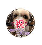 シーズー・エメちゃん ⑥（個別スタンプ：14）