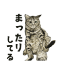 保護猫 癒しスタンプ1（個別スタンプ：2）
