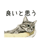 保護猫 癒しスタンプ1（個別スタンプ：3）