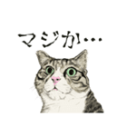 保護猫 癒しスタンプ1（個別スタンプ：4）