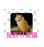 ねむちゃん＆こねむちゃんスタンプ（個別スタンプ：6）