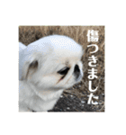あおいちゃんためだけスタンプ（個別スタンプ：1）