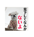 あおいちゃんためだけスタンプ（個別スタンプ：4）