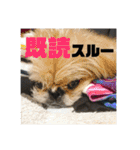 あおいちゃんためだけスタンプ（個別スタンプ：5）
