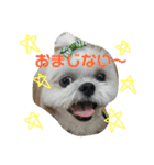 あおいちゃんためだけスタンプ（個別スタンプ：15）