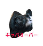 あおいちゃんためだけスタンプ（個別スタンプ：30）