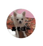 ましゅたんぐ7（個別スタンプ：1）