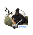 黒コーギー（ことら）の日常（個別スタンプ：7）
