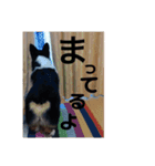 黒コーギー（ことら）の日常（個別スタンプ：13）