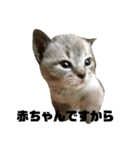 うちのねこたち日常会話（個別スタンプ：1）