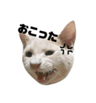 うちのねこたち日常会話（個別スタンプ：2）