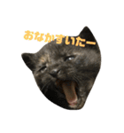 うちのねこたち日常会話（個別スタンプ：3）