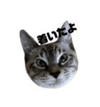 うちのねこたち日常会話（個別スタンプ：10）