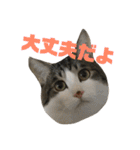 うちのねこたち日常会話（個別スタンプ：14）